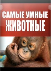 ����� ����� �������� (2012)